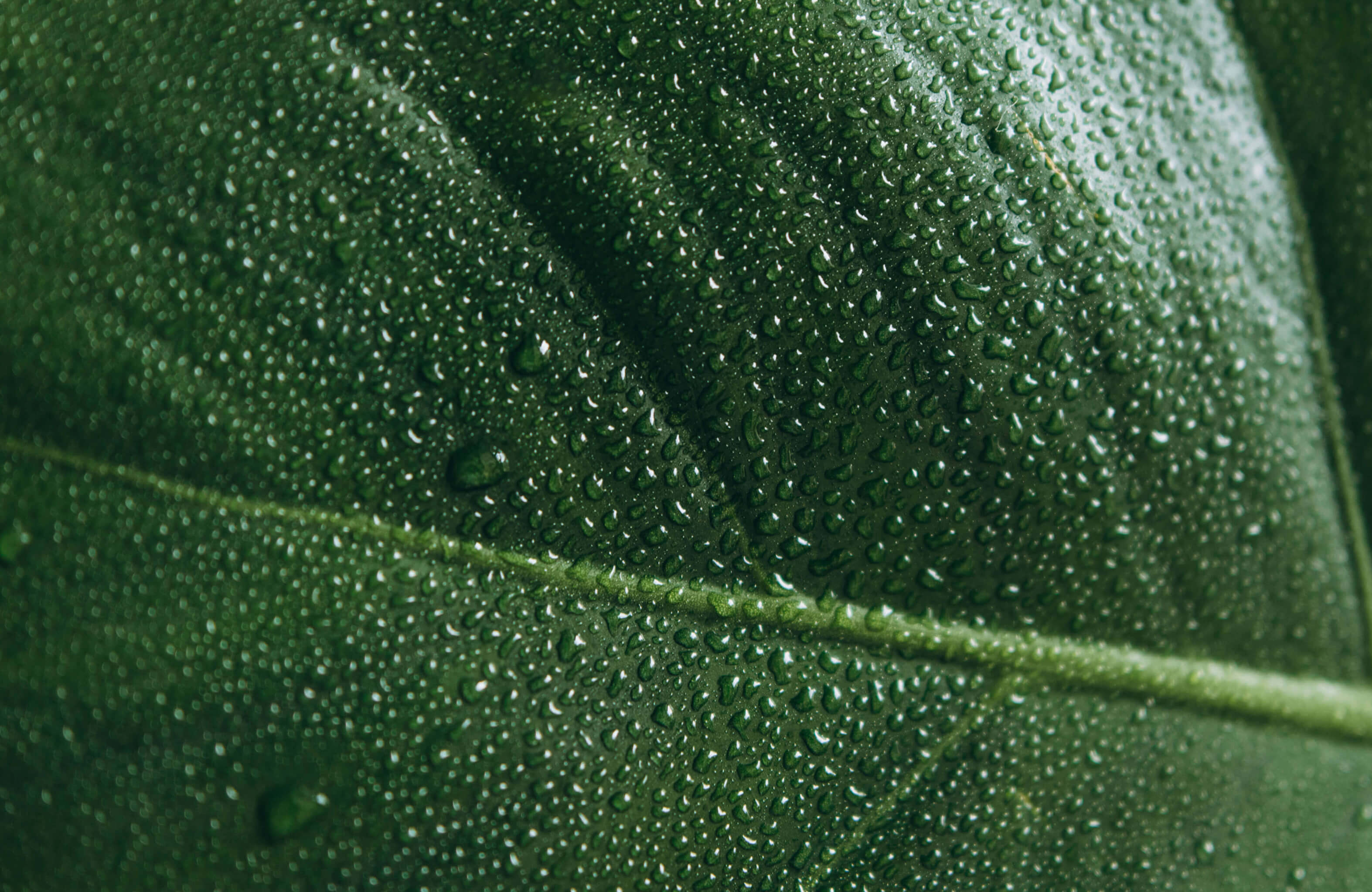 Close-up of green leaf with water droplets on surface